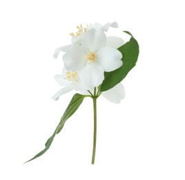 Photo of Branch of jasmine flowers and leaves isolated on white