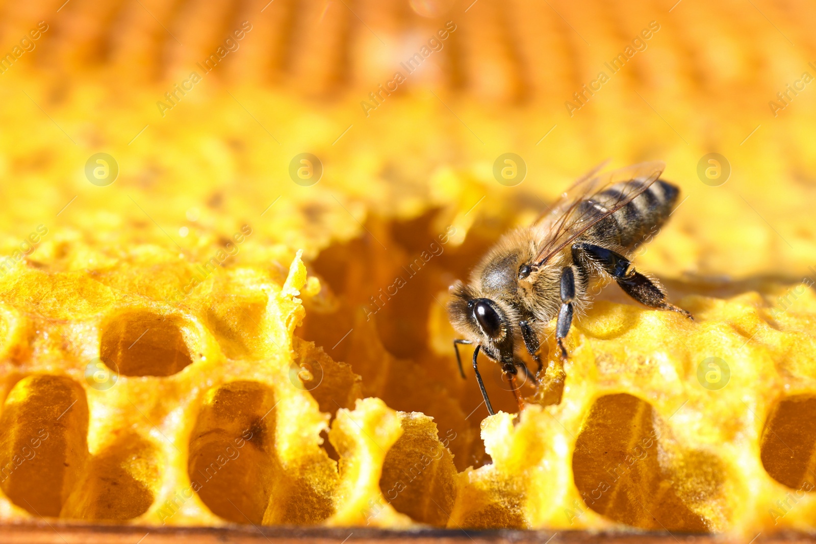 Photo of Closeup view of fresh honeycomb with bee