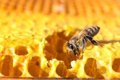 Photo of Closeup view of fresh honeycomb with bee