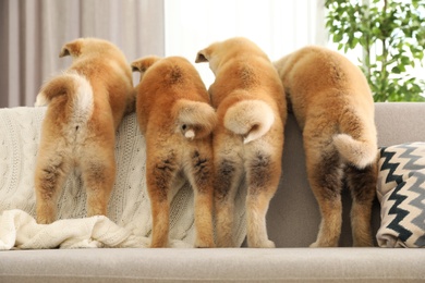 Photo of Funny akita inu puppies on sofa in living room