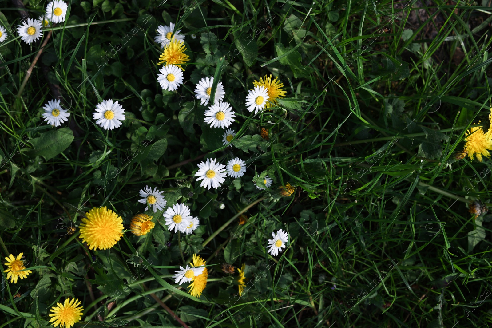 Photo of Beautiful bright yellow dandelions and chamomile flowers in green grass, above view