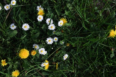 Beautiful bright yellow dandelions and chamomile flowers in green grass, above view