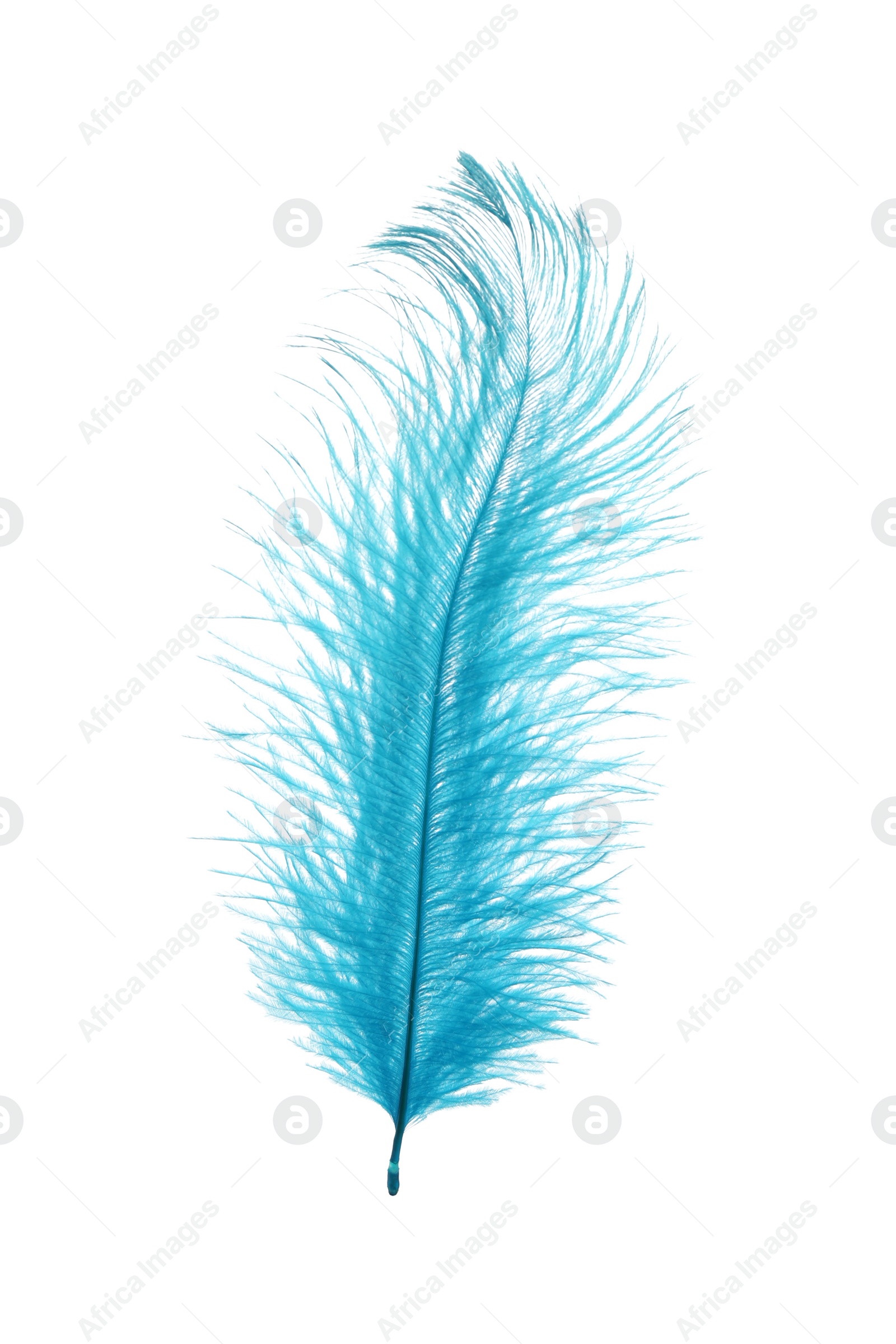 Photo of Beautiful light blue feather isolated on white