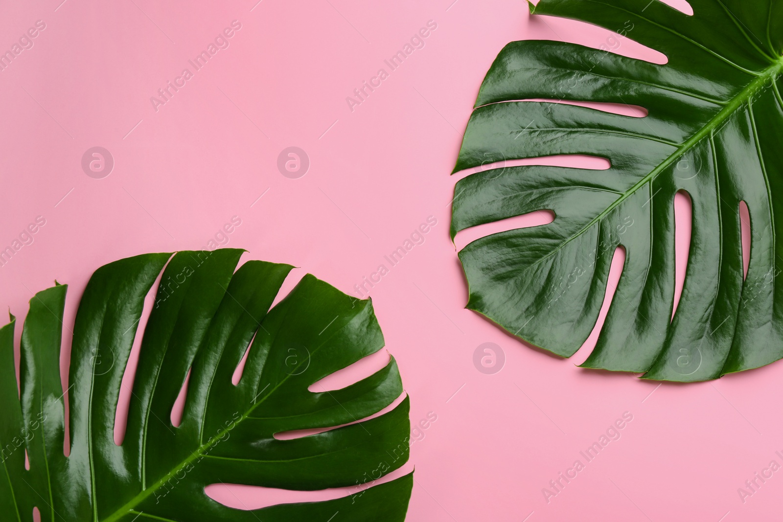 Photo of Beautiful monstera leaves on pink background, flat lay. Tropical plant