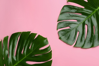 Beautiful monstera leaves on pink background, flat lay. Tropical plant