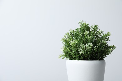 Photo of Aromatic green potted thyme on white background, space for text