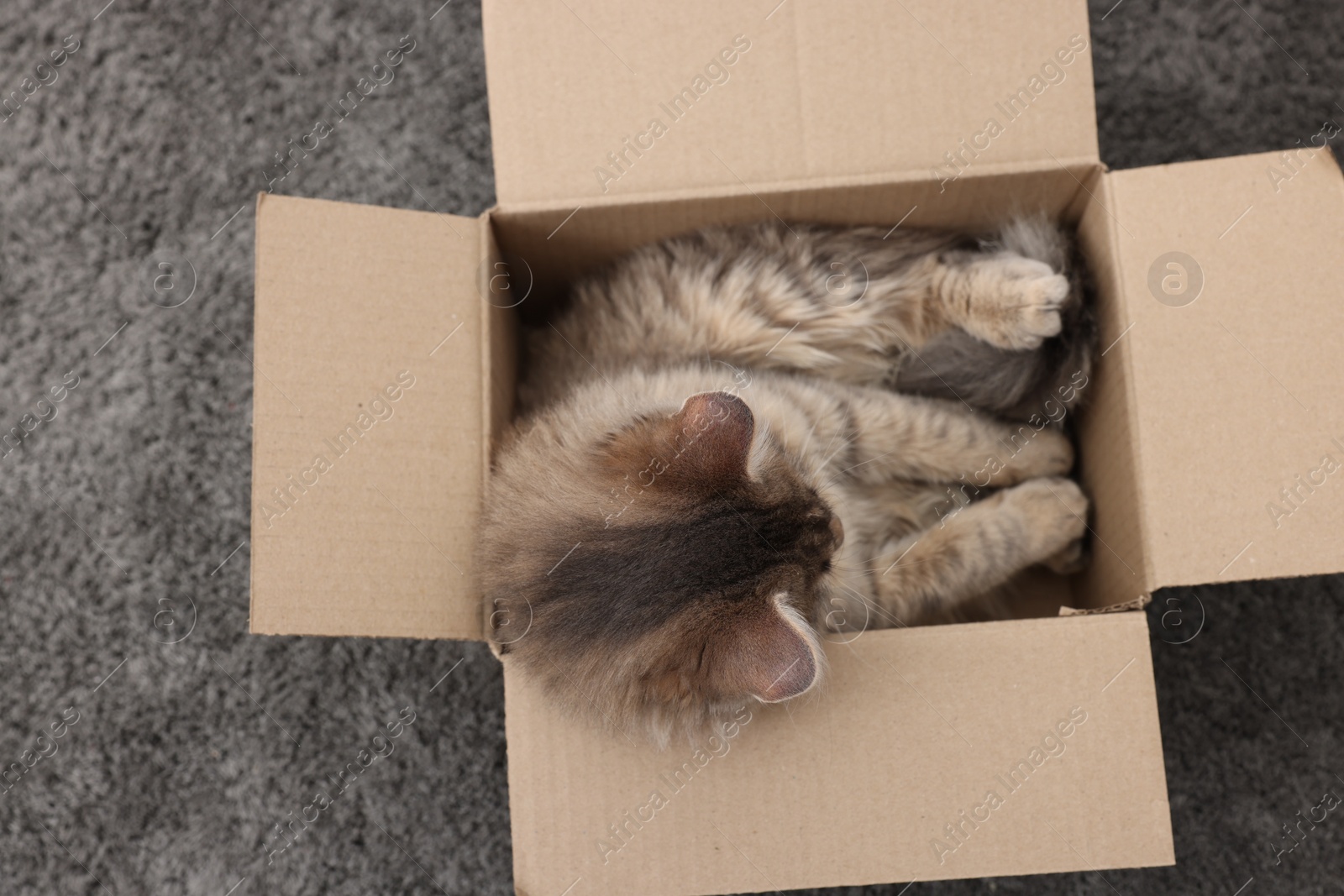 Photo of Cute fluffy cat in cardboard box on carpet, top view