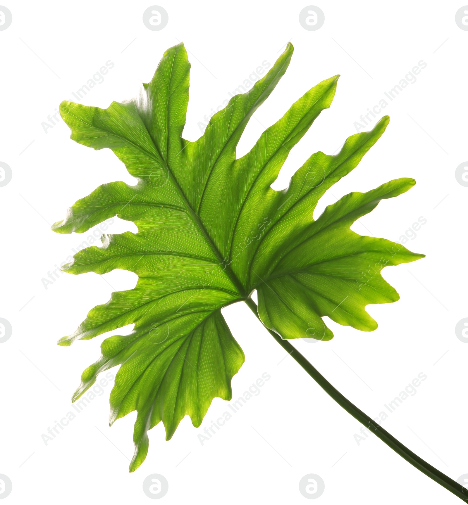 Photo of Tropical philodendron leaf isolated on white