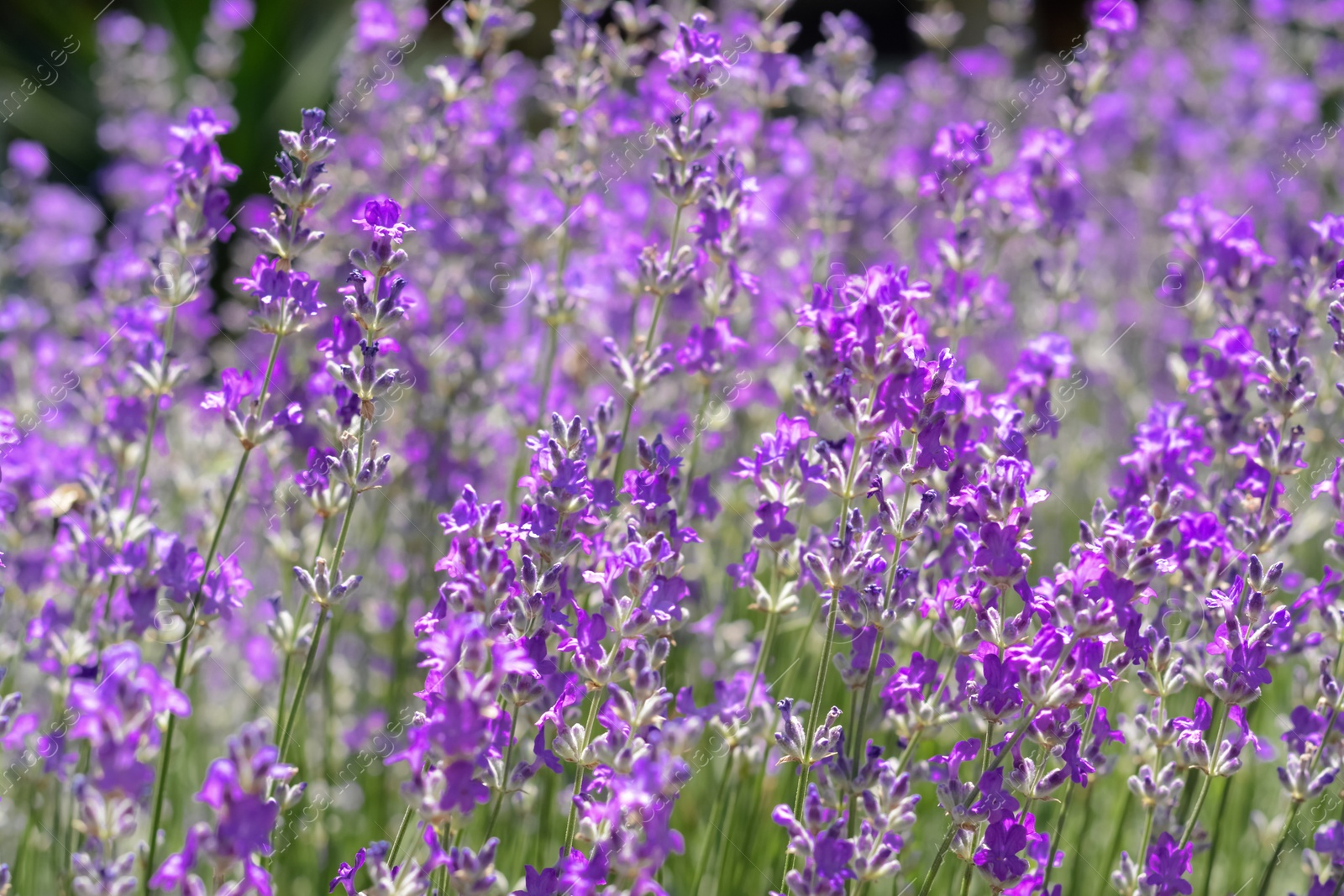 Photo of Beautiful blooming lavender in field, closeup view