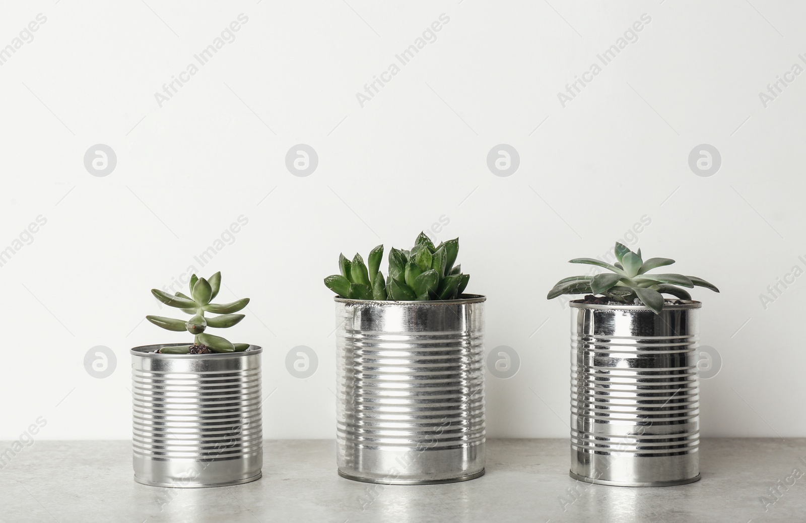 Photo of Beautiful echeveria plants in silver tin cans on light grey stone table