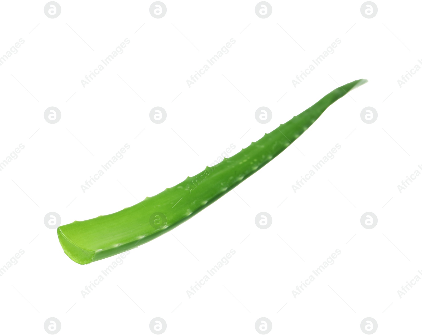 Photo of One aloe vera leaf isolated on white