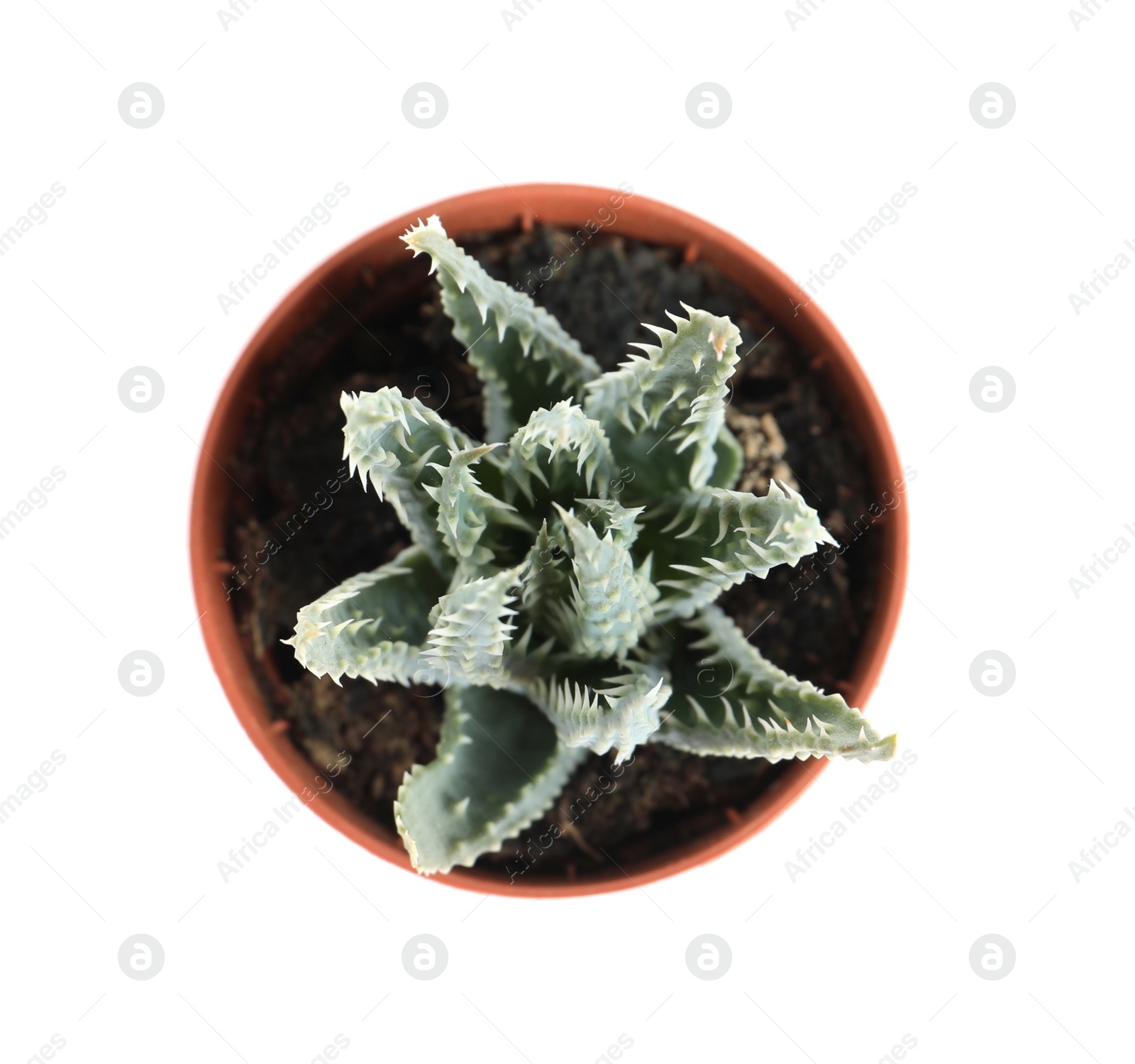 Photo of Succulent plant in flowerpot isolated on white, top view. Home decor