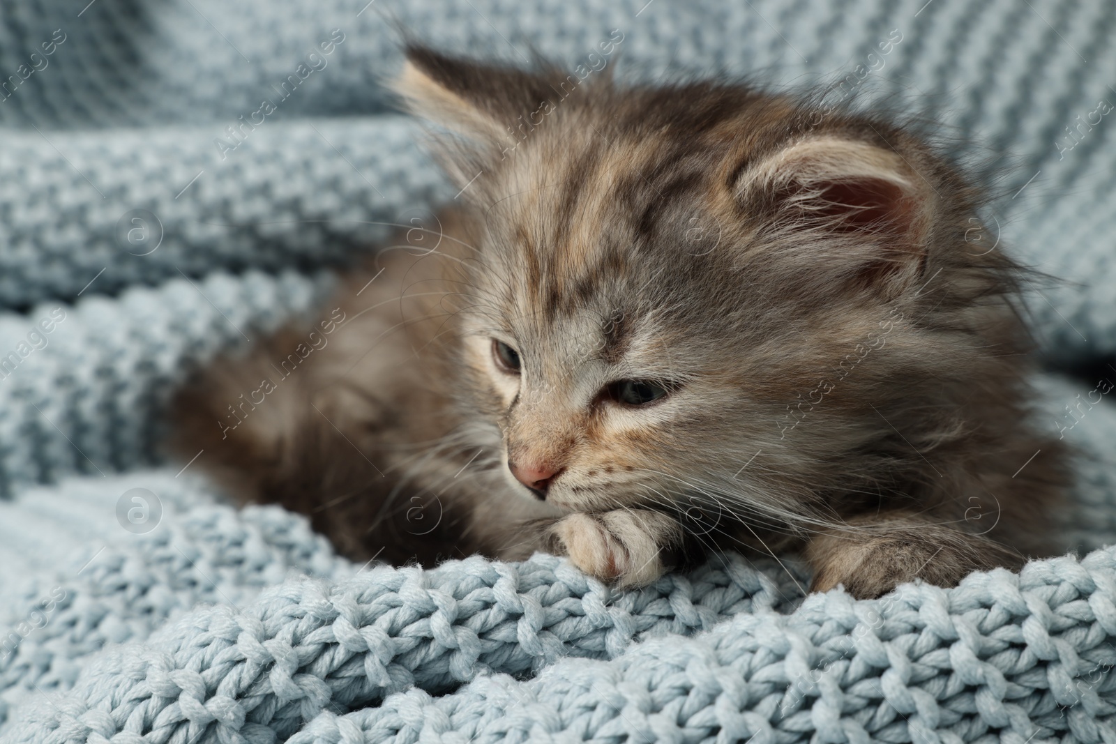 Photo of Cute kitten on light blue knitted blanket