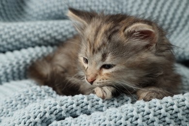 Cute kitten on light blue knitted blanket
