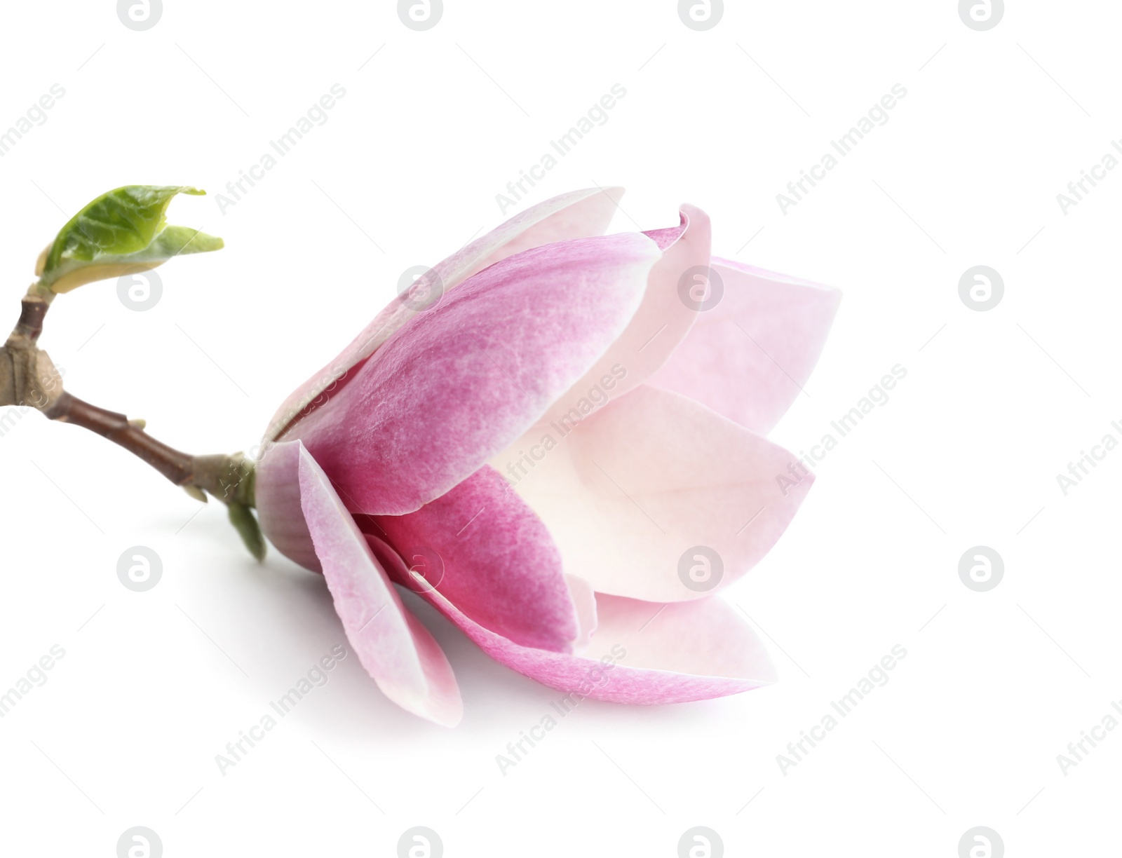 Photo of Branch with beautiful magnolia flower isolated on white. Spring blossom