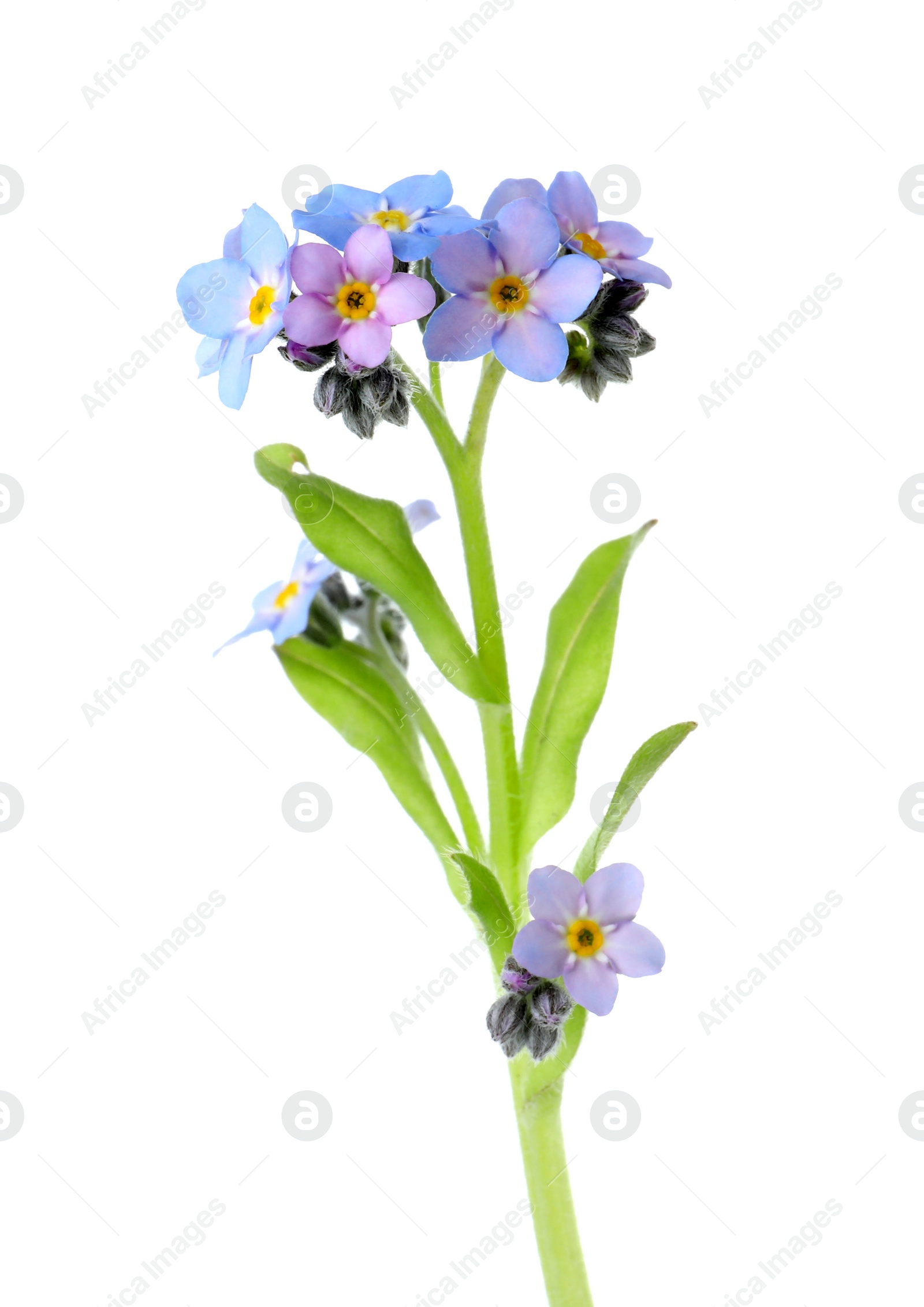 Photo of Amazing spring forget-me-not flowers on white background