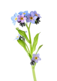 Photo of Amazing spring forget-me-not flowers on white background