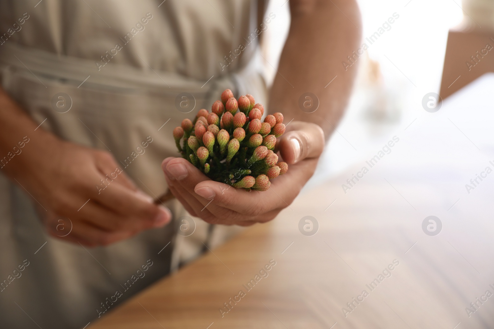 Photo of Florist with beautiful brunia flower in workshop, closeup