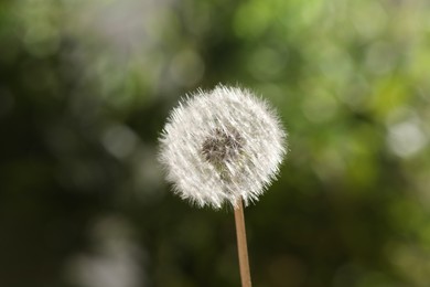 Photo of Beautiful dandelion flower on blurred green background