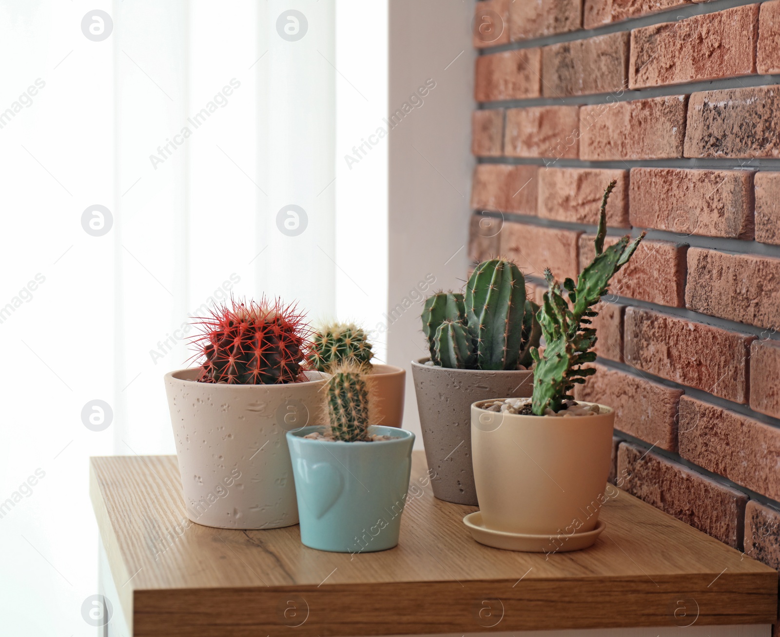 Photo of Beautiful cacti in flowerpots on table near brick wall