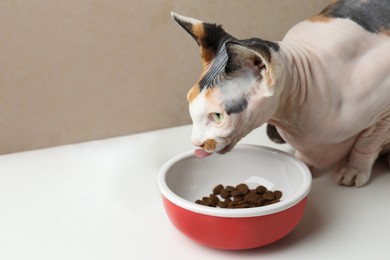 Photo of Beautiful Sphynx cat eating kibble from feeding bowl on white table against beige background