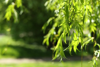 Beautiful willow tree with green leaves growing outdoors on sunny day, closeup. Space for text