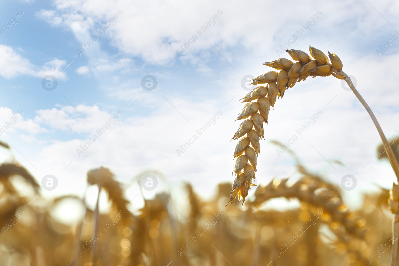 Photo of Ear of wheat in field under beautiful sky, closeup. Space for text