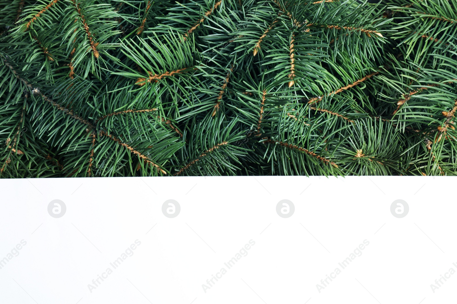 Photo of Blank card on Christmas tree branches, top view. Space for text