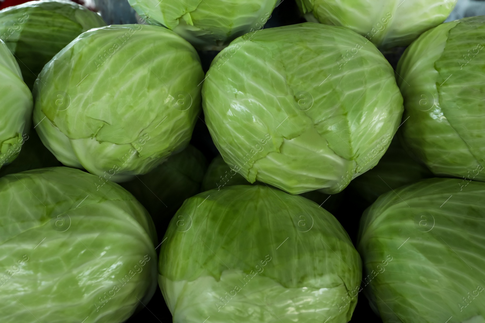 Photo of Pile of ripe green cabbages as background, closeup