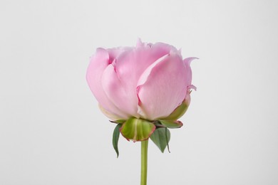 Beautiful pink peony flower on white background