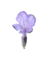 Photo of Beautiful aromatic lavender flower isolated on white