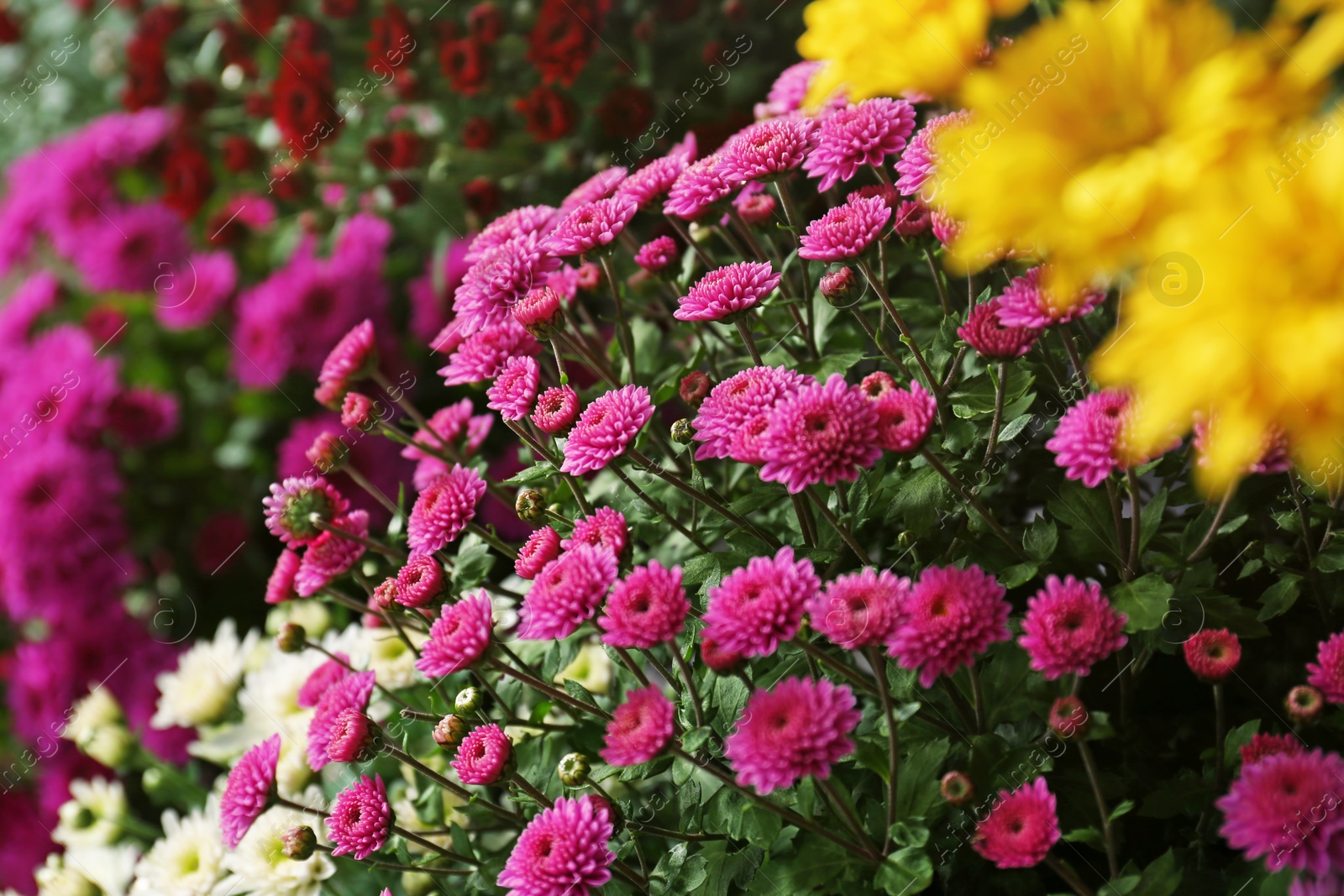 Photo of View of fresh beautiful colorful chrysanthemum flowers