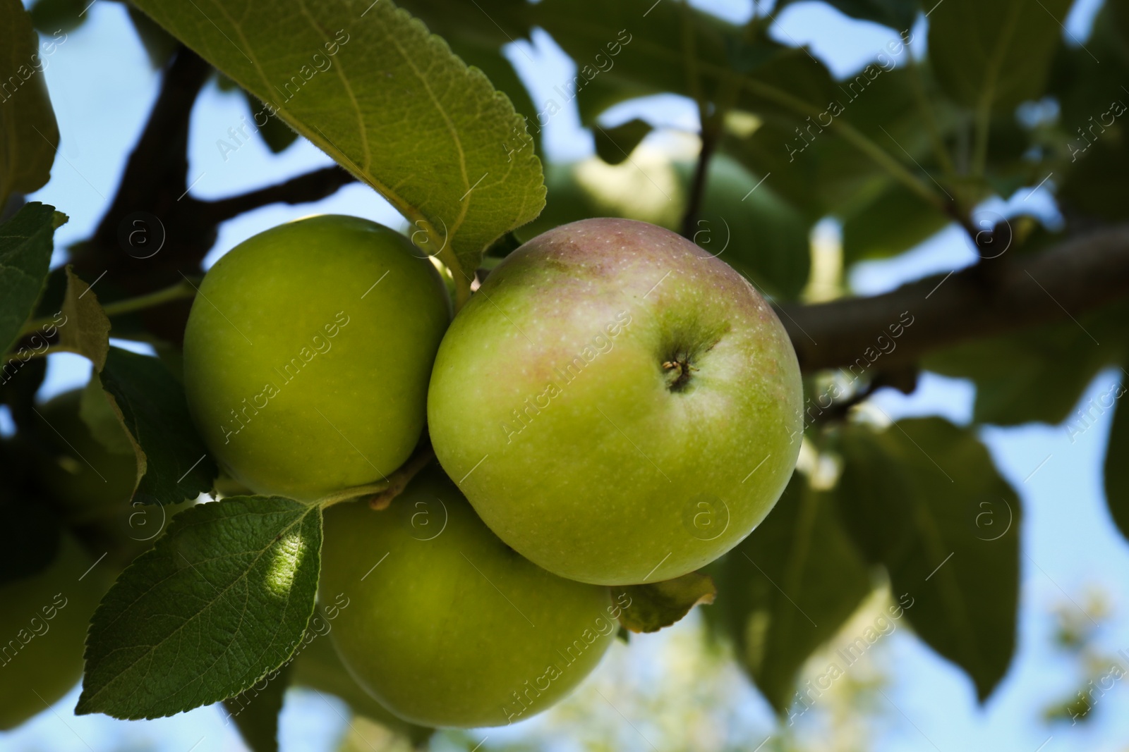 Photo of Apple tree with fresh and ripe fruits on sunny day, closeup