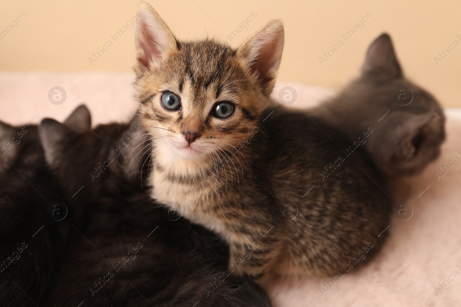 Photo of Cute fluffy kittens on faux fur. Baby animals