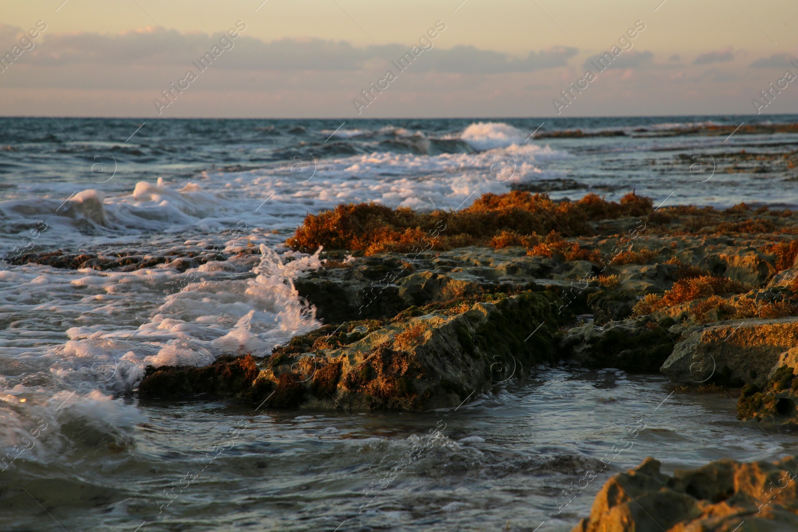Photo of Picturesque view of wavy sea and stones covered with moss at sunrise