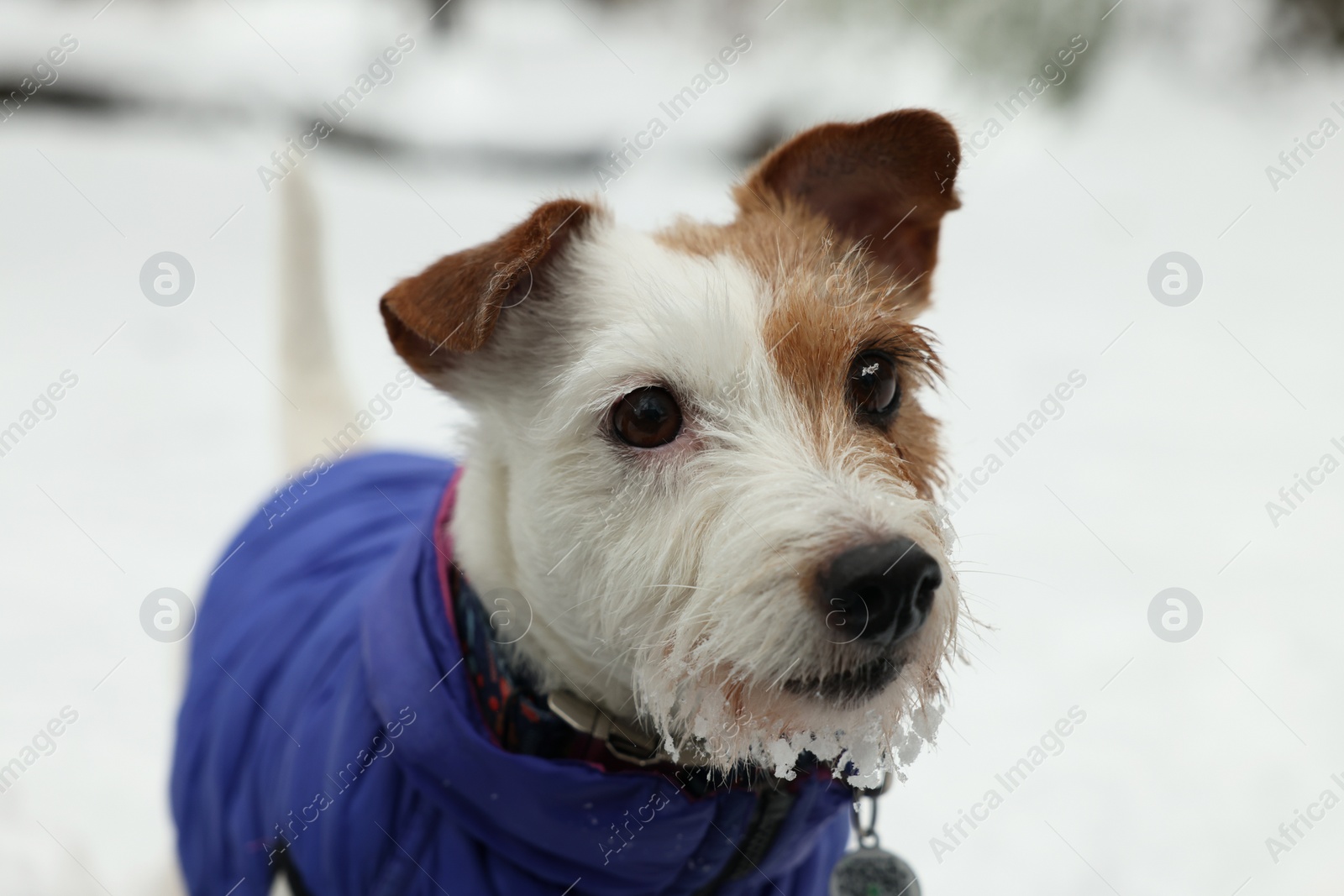 Photo of Cute Jack Russell Terrier in pet jacket outdoors on snowy day, closeup