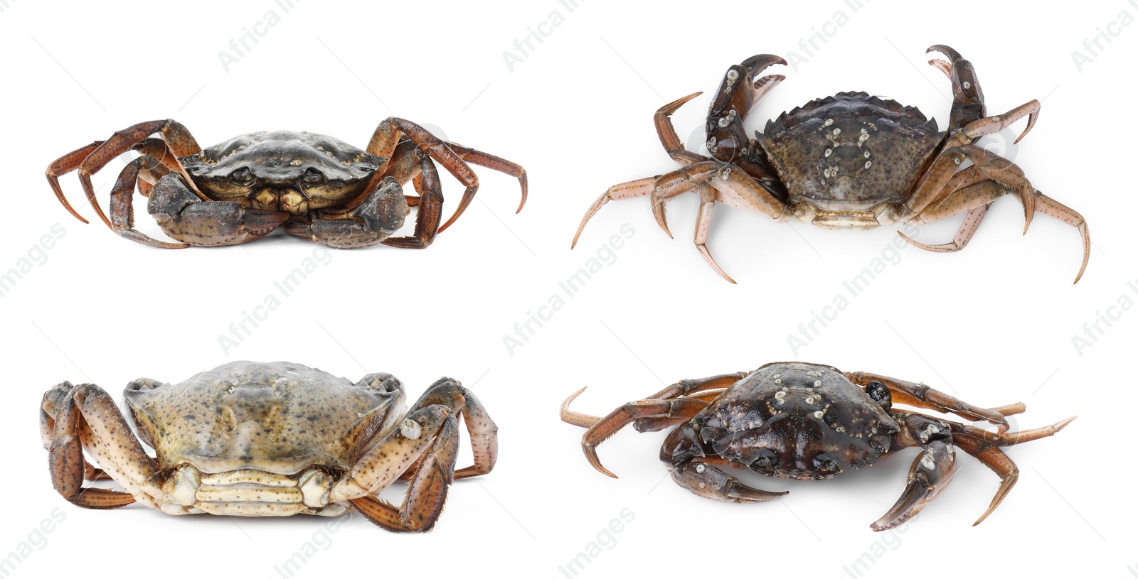 Image of Fresh raw crab isolated on white, set