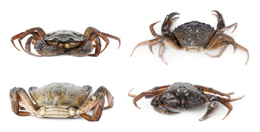 Image of Fresh raw crab isolated on white, set