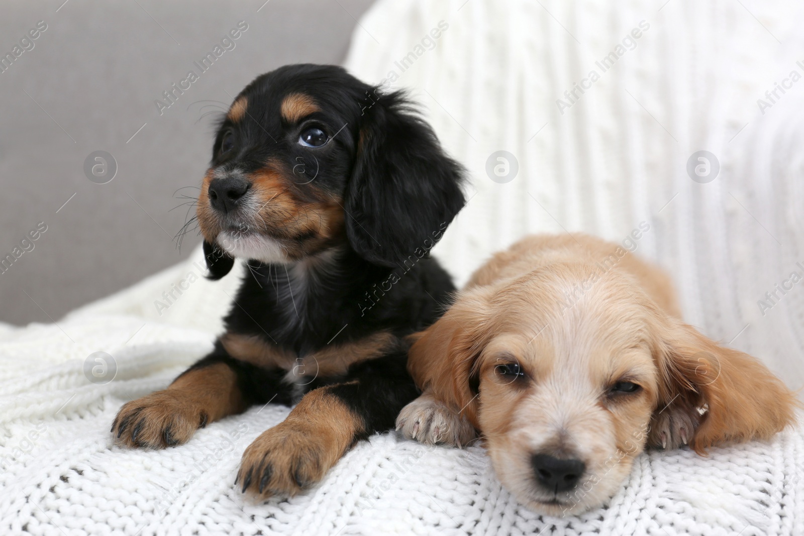 Photo of Cute English Cocker Spaniel puppies on soft plaid