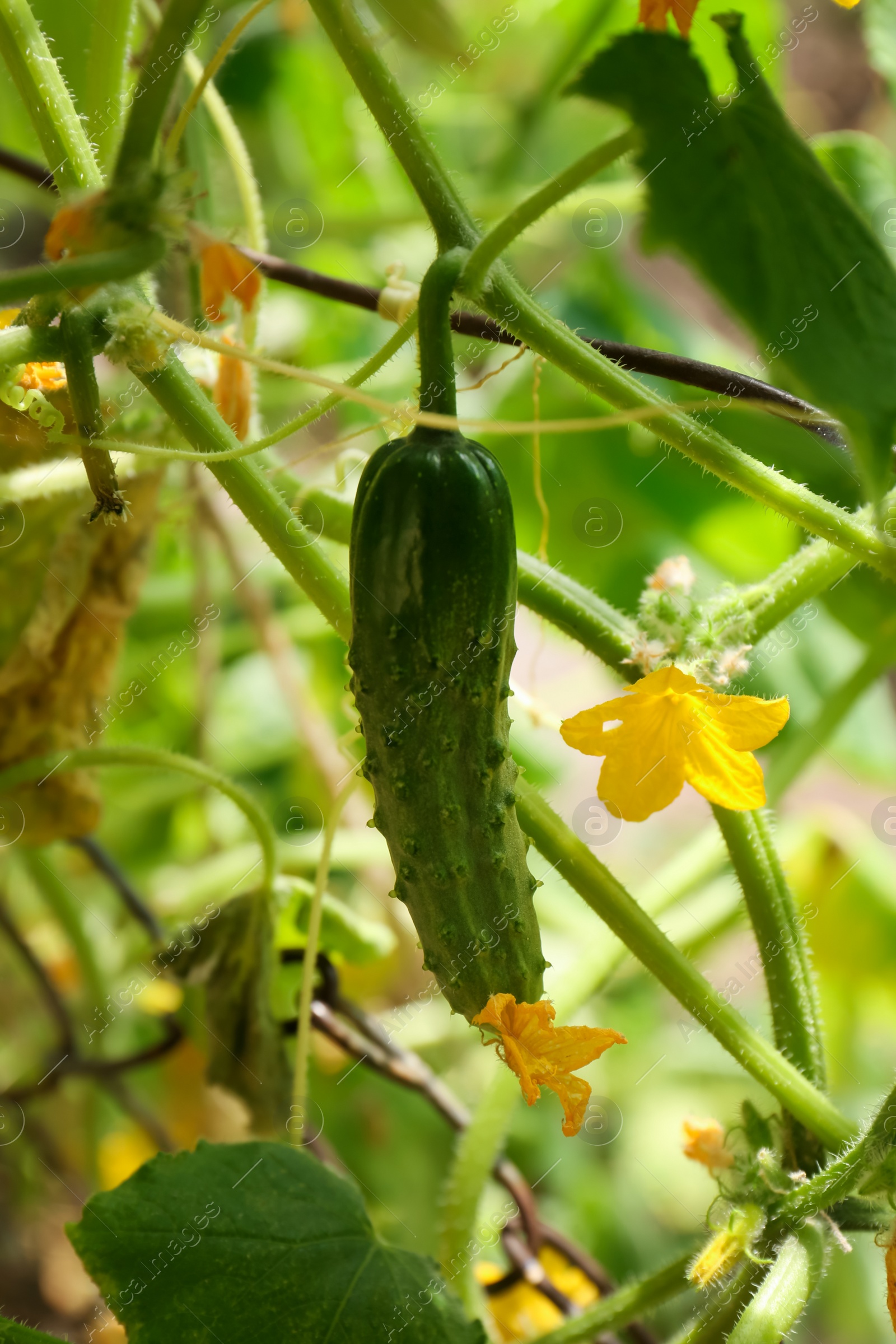 Photo of Closeup view of cucumber ripening in garden on sunny day