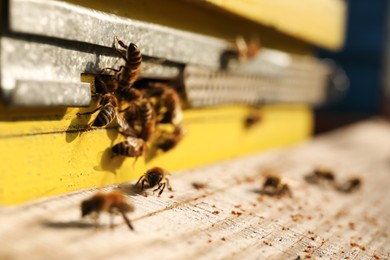 Closeup view of wooden hive with honey bees on sunny day