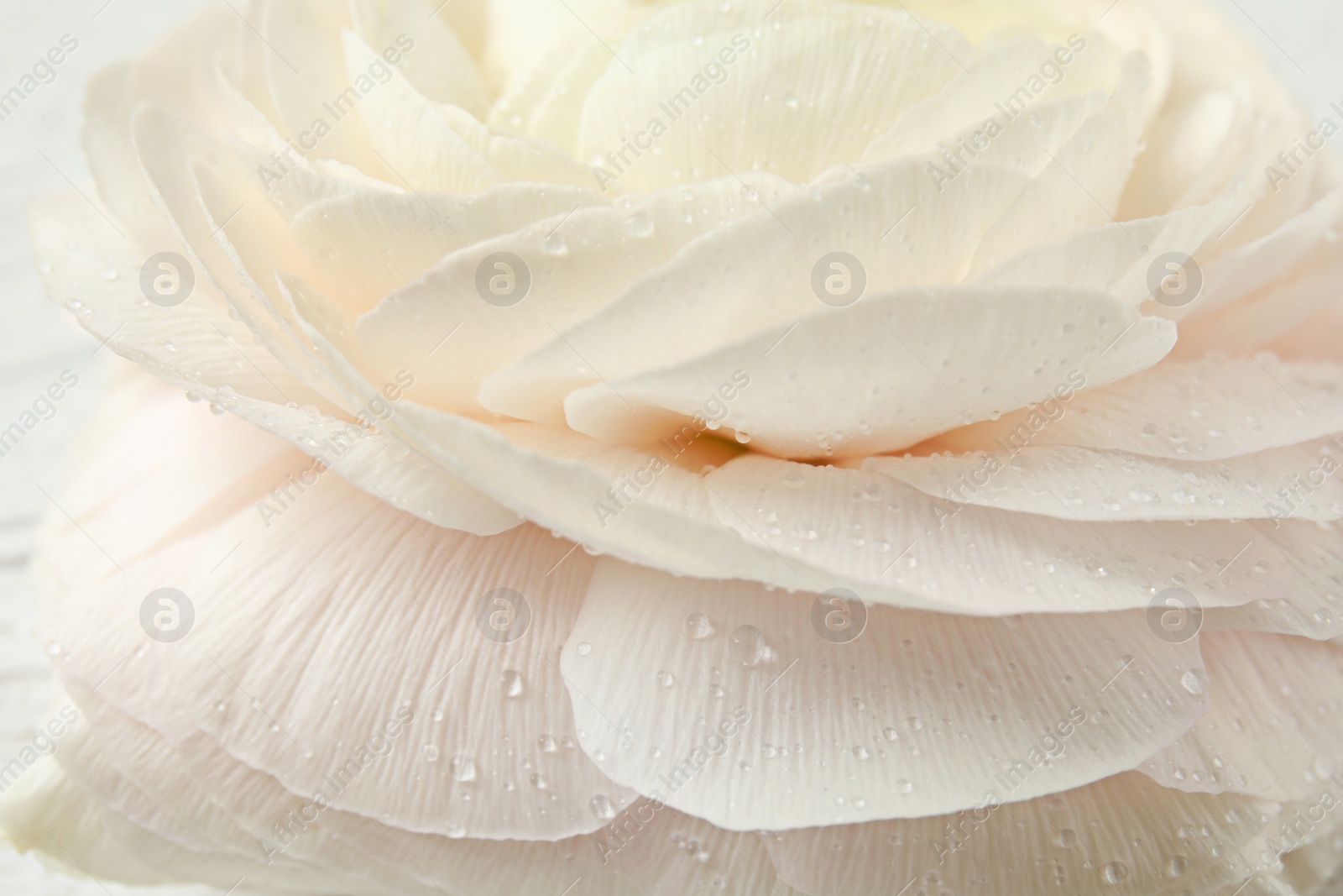 Photo of Beautiful spring ranunculus flower as background, closeup