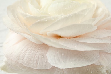 Beautiful spring ranunculus flower as background, closeup