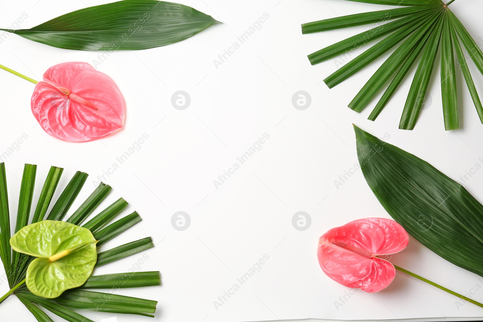 Photo of Beautiful anthurium flowers and tropical leaves on white background