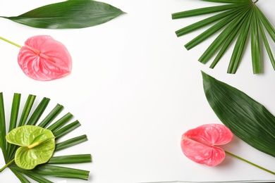 Beautiful anthurium flowers and tropical leaves on white background
