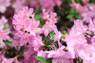 Photo of Beautiful tiny tropical flowers in botanical garden, closeup