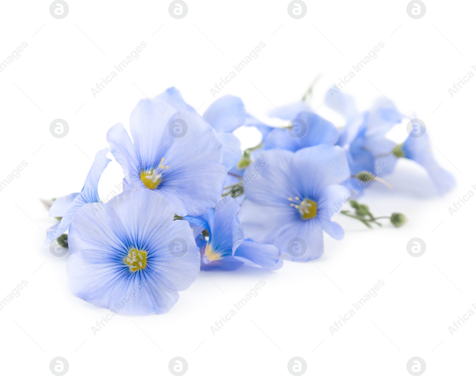 Photo of Beautiful blooming flax flowers on white background