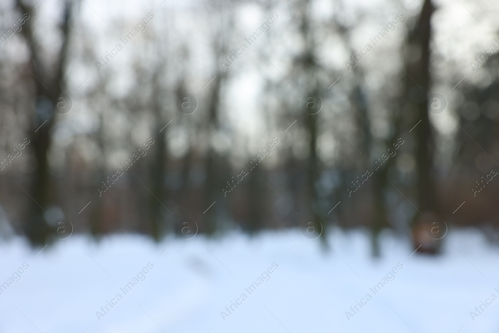 Photo of Trees and pathway covered with snow in winter park, blurred view