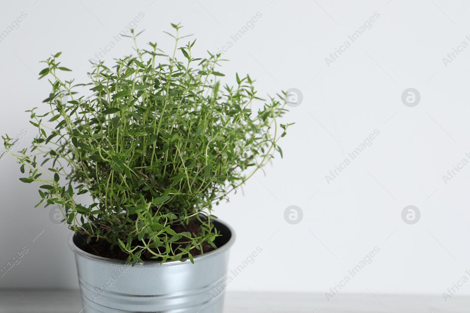 Photo of Aromatic green potted thyme against white background, closeup. Space for text