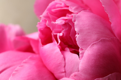 Photo of Beautiful pink peony on grey background, closeup